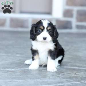 Asher, Cavapoo Puppy